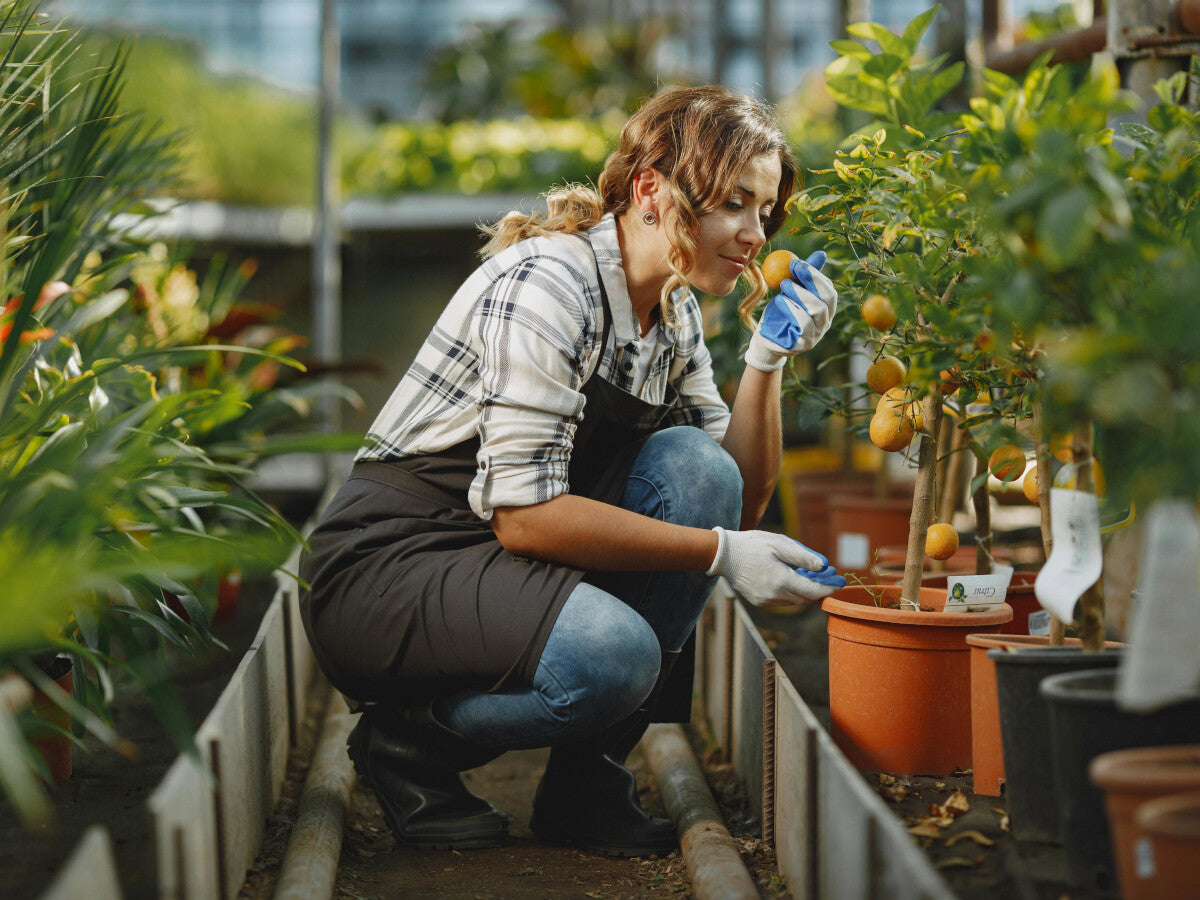 Hidroponía y Jardinería